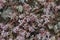 Closeup of clusters tiny pink bloom sedum hispanicum or stonecrop flowers, Sofia