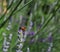 Closeup of Clytra Laeviuscula on Lavender Flower