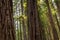 Closeup of coast redwood tree trunks