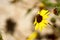 Closeup Coast Sunflower Spring Wildflower Central Coast California Caprinteria Santa Barbara Coastal Bright Yellow Petals Dark Cen