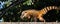 Closeup of a coati (Coatimundis) walking on the stone surface