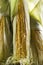 Closeup of cobs of corn.Fresh maizes, vertical shot