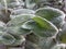 Closeup of a Cobweb Spiderwort Tradescantia sillamontana plant