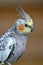 Closeup of cockatiel budgerigar