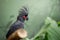 Closeup of a Cockatoo perched on a tree branch