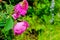 closeup of cockchafer sitting on a pink flower rose with raindrops in nature