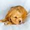 Closeup cocker spaniel puppy dog lies on a white cloth