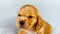 Closeup cocker spaniel puppy dog`s head on a white cloth