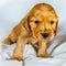 Closeup Cocker Spaniel puppy dog seating on white cloth