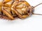 Closeup cockroach show details since mid body to the head on a white background ISOLATED.