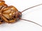 Closeup cockroach show details since mid body to the head on a white background ISOLATED.