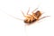 Closeup cockroach on white background for Insecticide product co