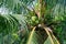 Closeup coconut fruits branch on tree