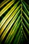 Closeup coconut, palm leaf,green leaves on dark background.Illustration tropical exotic leaf for wallpaper vintage Hawaii style pa