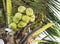 Closeup of Coconuts on the coconut tree