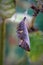 Closeup on a cocoon of the Vanessa atalanta butterfly , hanging in the vegetation in the garden