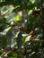Closeup of Coffea arabica Arabian coffee plant bean berries fruits growing on tree farm plantation Aguas Calientes Peru