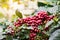 Closeup of coffee beans fruit on tree in farm