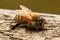 Closeup of a cold honey bee Apis mellifera with dew on its hair