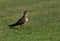 A closeup of a Collard pratincole, Bahrain