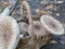 Closeup of collected edible parasol mushrooms or macrolepiota procera outdoors in basket, Berlin, Germany