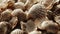 Closeup of a collection of seashells in sepia tone, perfect for natural textured backgrounds.