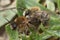 Closeup of Colletes cunicularius bees in copulation