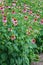 Closeup of a colony Purple Coneflowers