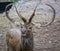 Closeup Color Photograph of a Deer with antlers in a zoo