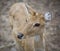 A Closeup Color Photograph of a Deer in a zoo