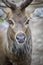 Closeup Color Photograph of a Deer in a zoo