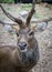 A Closeup Color Photograph of a Deer in a zoo from another angle with partial display of antlers