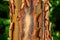Closeup of the color and texture of the trunk of a Paperbark Maple tree, as a nature background
