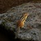 Closeup of a Colorado chipmunk on a rock in a park