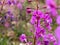 Closeup Colorado Fireweed Wildflowers in the Summer