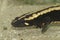 Closeup on an colorful adult of the endangered Laos warty newt, Paramesotriton laoensis