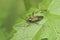 Closeup on the colorful adult Fine streaked bugkin, Miris striatus , sitting on an oak leaf