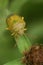 Closeup on a colorful adult gorse shield bug,Piezodorus lituratus sitting on vegetation