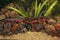 Closeup of a colorful  aquatic, male Japanese firebelied newt, C