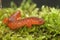 Closeup on the colorful , attractive Blue Ridge Red Salamander,  Pseudotriton ruber