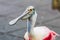 Closeup of a colorful and beautiful roseate spoonbill bird