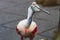 Closeup of a colorful and beautiful roseate spoonbill bird