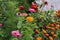 Closeup of colorful beautiful zinnias bloom in the garden near the house