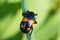 Closeup of a colorful beetle in black and orange