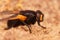 Closeup of a colorful black noon or noonday fly, Mesembrina meridiana fly sitting on the ground