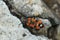 Closeup on the colorful Black-and-Red-bug , Lygaeus equestris crawling among stones