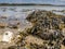 Closeup of colorful Bladder Wrack Fucus vesiculosus