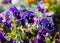 Closeup of colorful blossom pansy flowers in the park. Pansies are plants cultivated for garden. Summer, flowers