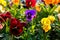 Closeup of colorful blossom pansy flowers in the park. Pansies are plants cultivated for garden. Summer, flowers