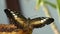 Closeup of Colorful Blue Clipper Butterfly Parthenos Sylvia With Lilac Blue Markings on Its Open Wings on a Leaf. This Large But